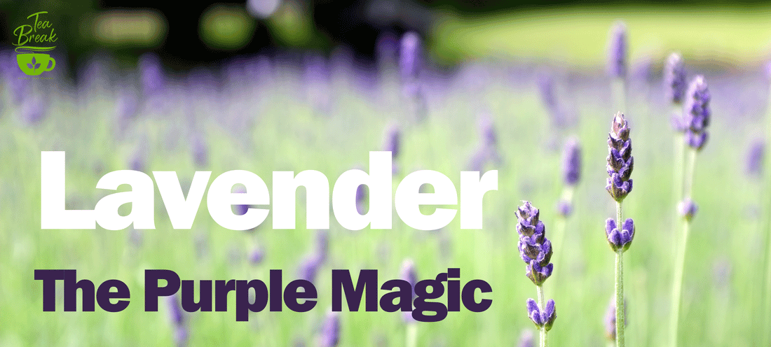 Purple Lavender Poster